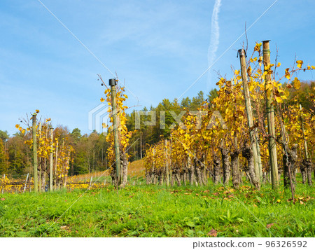 Weinfelden, Switzerland - October 29th: Rows of vines in late autumn sunlight Weinfelden, Switzerland - October 29th: Rows of vines in late autumn sunlight 96326592