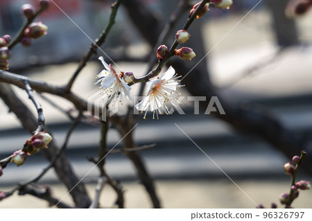 梅花(白梅) 梅花(白梅) 96326797