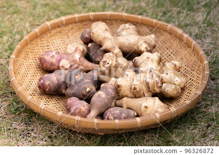 菊久茂 菊久茂 96326872