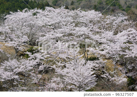 We went to see the cherry blossoms at Nishiyama Park #130 96327507