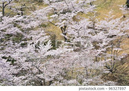 我們去西山公園#134看櫻花 我們去西山公園#134看櫻花 96327897