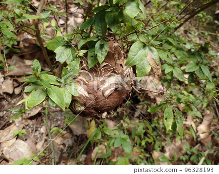 巢的大角星大黃蜂 96328193