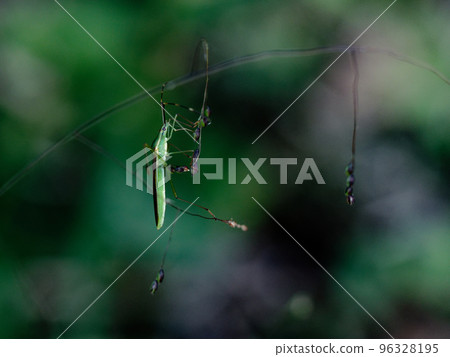 吸食草科植物果實的蜘蛛臭蟲 吸食草科植物果實的蜘蛛臭蟲 96328195