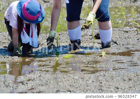 水稻種植景觀 水稻種植景觀 96328347