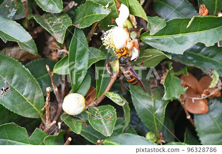 茶園裡的蜜蜂 96328786