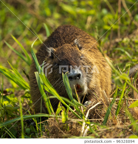 海狸鼠（廣島市） 96328894