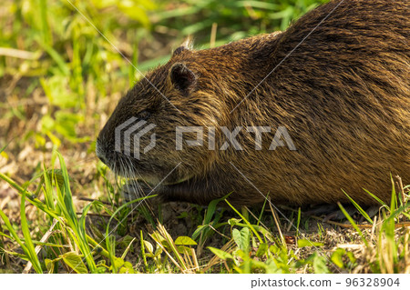 Nutria (Hiroshima City) 96328904