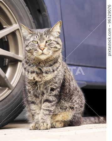 A cat sitting in front of a car parked on the street 96329076