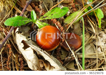 Wild chestnuts (found on the ground) 96329078