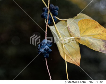 black background and berries 96329184