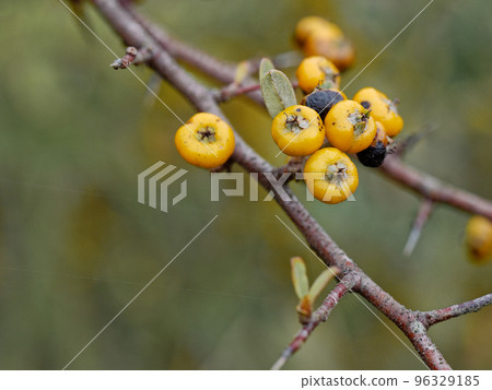 Yellow fruit of the rose family Pyracantha 96329185