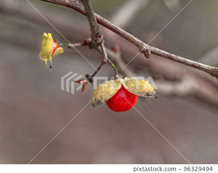 被加冠的魚的紅色果子 96329494