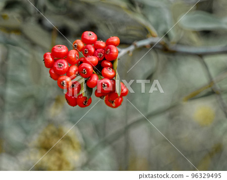 玫瑰科火棘的紅色漿果 96329495