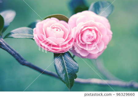 漂亮的少女山茶花 漂亮的少女山茶花 96329660