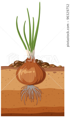 Onion plant with root system Onion plant with root system 96329752
