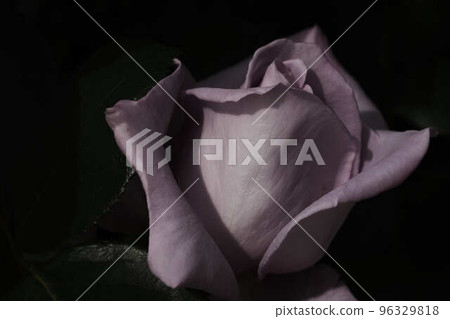 開花前的玫瑰（藍月亮） 96329818