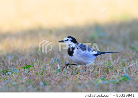 Black-backed Wagtail looking for food 96329941