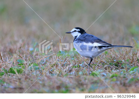 Black-backed Wagtail looking for food Black-backed Wagtail looking for food 96329946