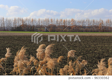 Hokkaido, Tokachi region, scenery of vast farmlands and windbreak forests 96330362