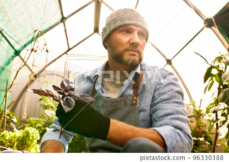 farmer hands holding violet and green basil plant leaves, organic agriculture background, ecology concept 96330388