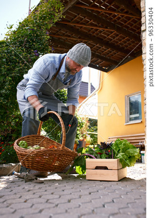 Close up of a mature male farmer is holding a basket with fresh harvested at the moment vegetables satisfied with his harvest 96330404