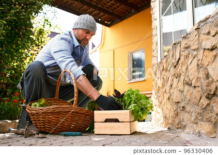 Close up of a mature male farmer is holding a basket with fresh harvested at the moment vegetables satisfied with his harvest 96330406