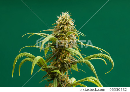Close-up of a marijuana buds flower isolated on a light green background. Cannabis can help manage chronic pain, nausea, and vomiting resulting from chemotherapy treatment. Medical and business 96330582