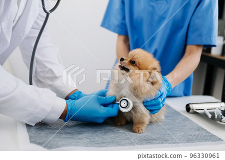 Two doctors are examining him. Veterinary medicine concept. Pomeranian in veterinary clinic.. 96330961