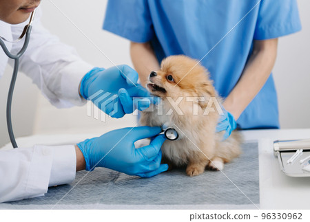 Two doctors are examining him. Veterinary medicine concept. Pomeranian in veterinary clinic.. 96330962