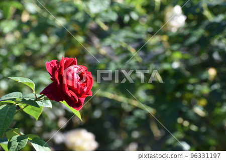 秋天的玫瑰花園裡盛開的紅玫瑰 秋天的玫瑰花園裡盛開的紅玫瑰 96331197