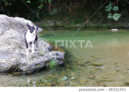 A popular spot for playing in the river, Mighty-kun, a cute Boston terrier who looks out over the valley from the rocks of the Tokigawa River in Tokigawa Town♡ A popular spot for playing in the river, Mighty-kun, a cute Boston terrier who looks out over the valley from the rocks of the Tokigawa River in Tokigawa Town♡ 96332341