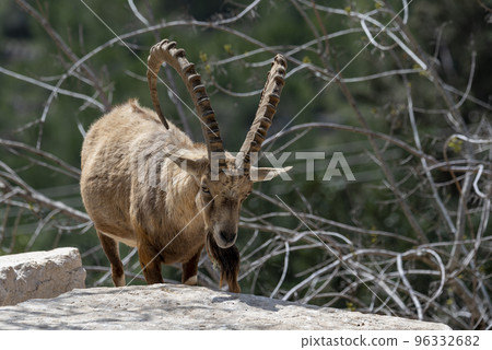 Israel, Negev, Outskirts of Kibbutz Sde Boker, Nubian Ibex (Capra ibex nubiana AKA Capra nubiana) close up of a large mature male. Israel, Negev, Outskirts of Kibbutz Sde Boker, Nubian Ibex (Capra ibex nubiana AKA Capra nubiana) close up of a large mature male. 96332682