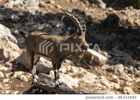 Israel, Negev, Outskirts of Kibbutz Sde Boker, Nubian Ibex (Capra ibex nubiana AKA Capra nubiana) close up of a large mature male. Israel, Negev, Outskirts of Kibbutz Sde Boker, Nubian Ibex (Capra ibex nubiana AKA Capra nubiana) close up of a large mature male. 96332692