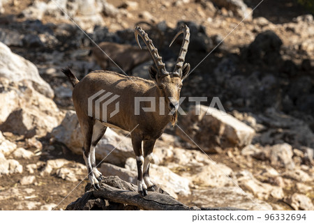 Israel, Negev, Outskirts of Kibbutz Sde Boker, Nubian Ibex (Capra ibex nubiana AKA Capra nubiana) close up of a large mature male. 96332694