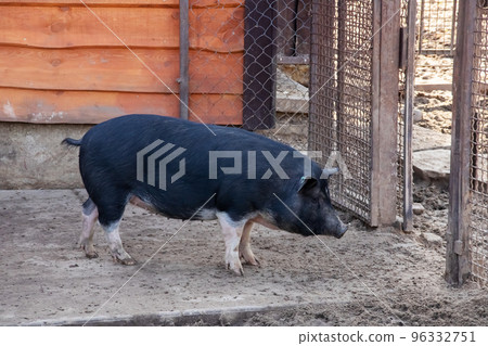 Black pig in an aviary with sand 96332751