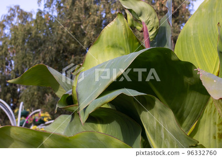 Large green leaves of the plant closeup 96332760