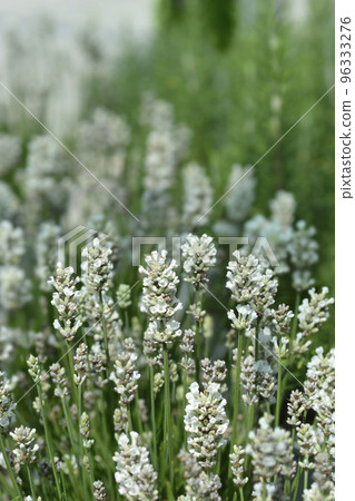 Common lavender Common lavender 96333276