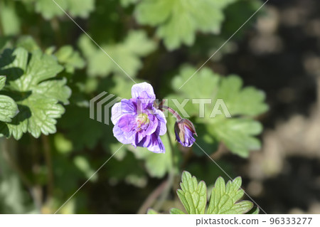 Himalayan Cranesbill Plenum Himalayan Cranesbill Plenum 96333277