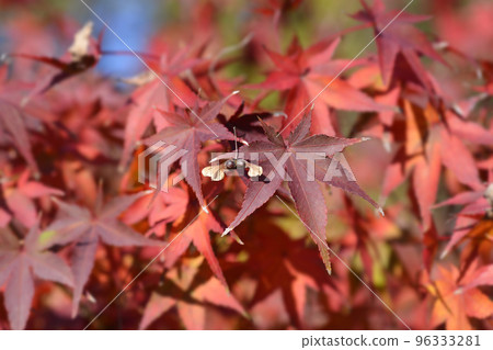 Japanese Maple Japanese Maple 96333281