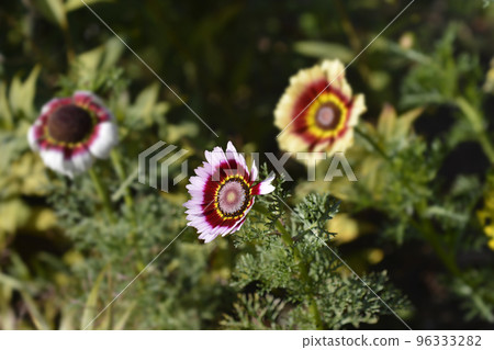 Tricolor daisy 96333282