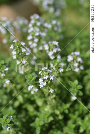Lemon Thyme Lemon Thyme 96333283