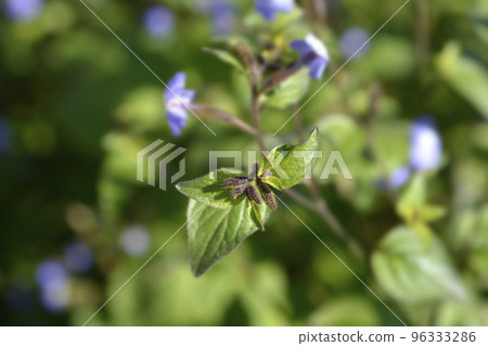 Bush violet Bush violet 96333286