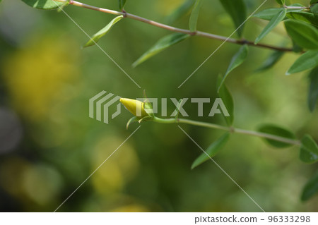 Aarons beard 96333298