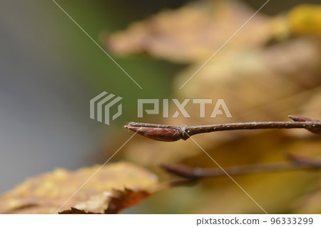 Common hornbeam Horizontalis 96333299