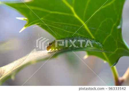 Maea cacacinome 蛾？的幼蟲 96333542