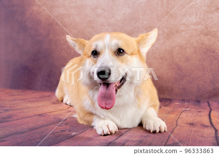 A charming white-brown Welsh Corgi dog after express molting lies on a vintage background. A charming white-brown Welsh Corgi dog after express molting lies on a vintage background. 96333863