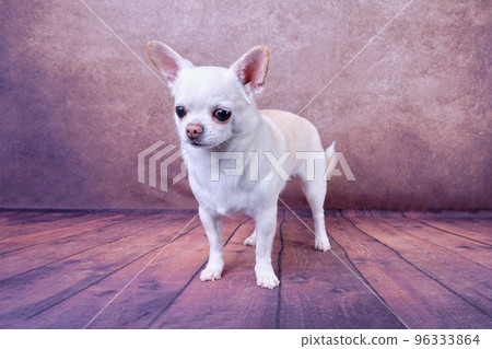 a white chihuahua stands after grooming on a vintage background. Studio photo a white chihuahua stands after grooming on a vintage background. Studio photo 96333864