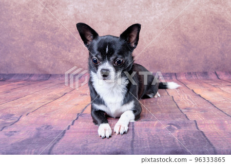 A chihuahua of white and black color lies after grooming on a vintage background. Studio photo A chihuahua of white and black color lies after grooming on a vintage background. Studio photo 96333865