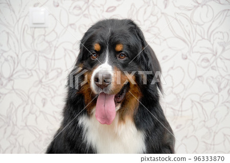 Portrait of the Bernese Mountain Dog with tongue out Portrait of the Bernese Mountain Dog with tongue out 96333870