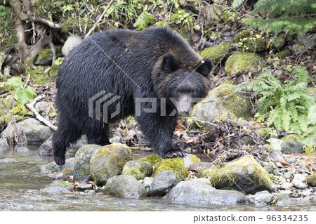 走在河岸的棕熊 96334235